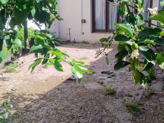 IMG_20241015_102727249_HDR